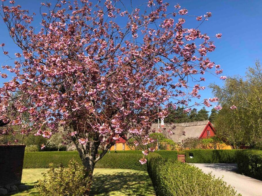 Villa Lyckehusen Löddeköpinge Exteriér fotografie